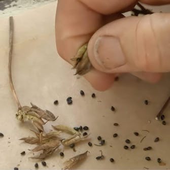 blomsterfrø til haven blomsterfrø til haven